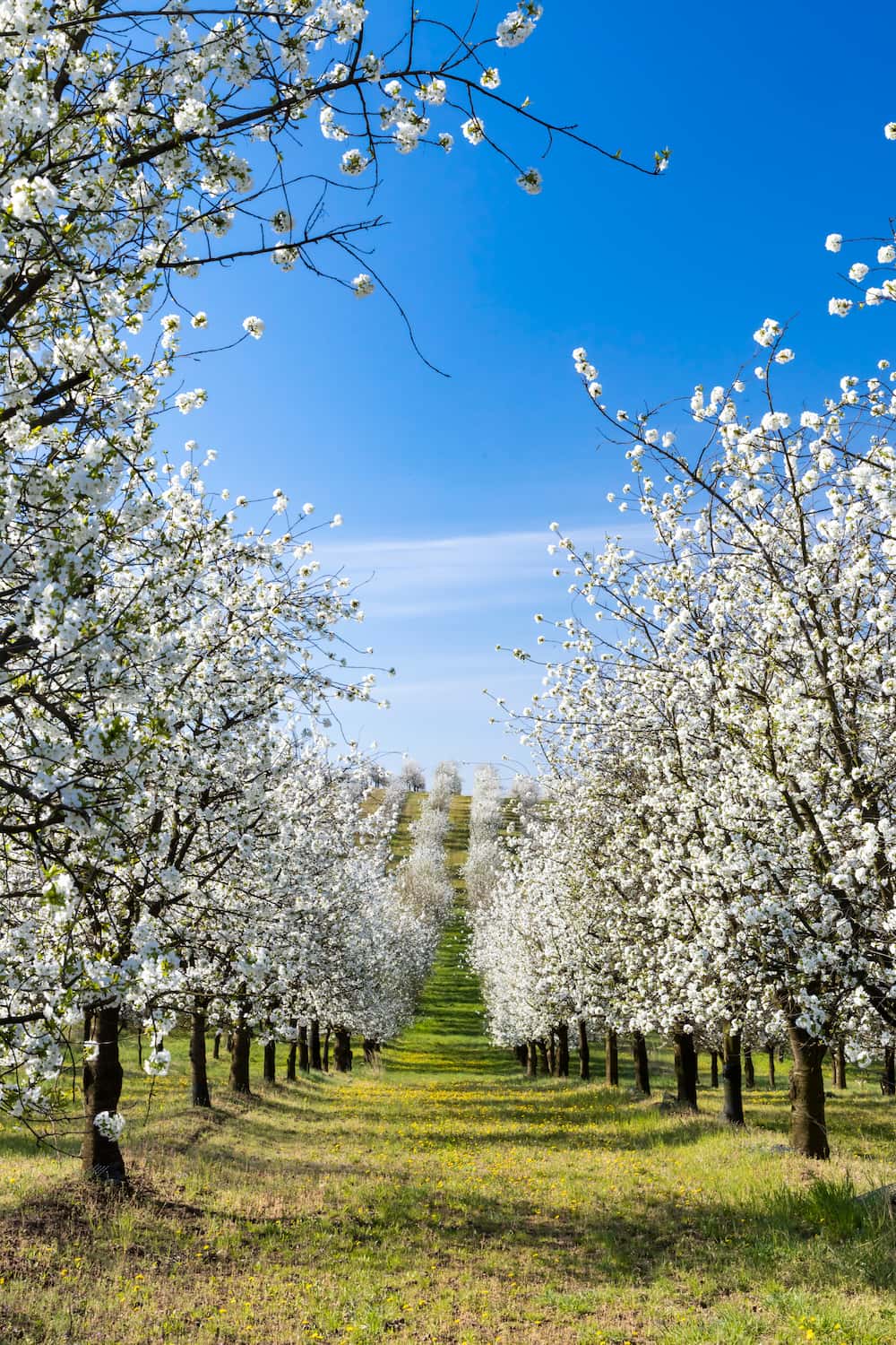 An orchard in the spring