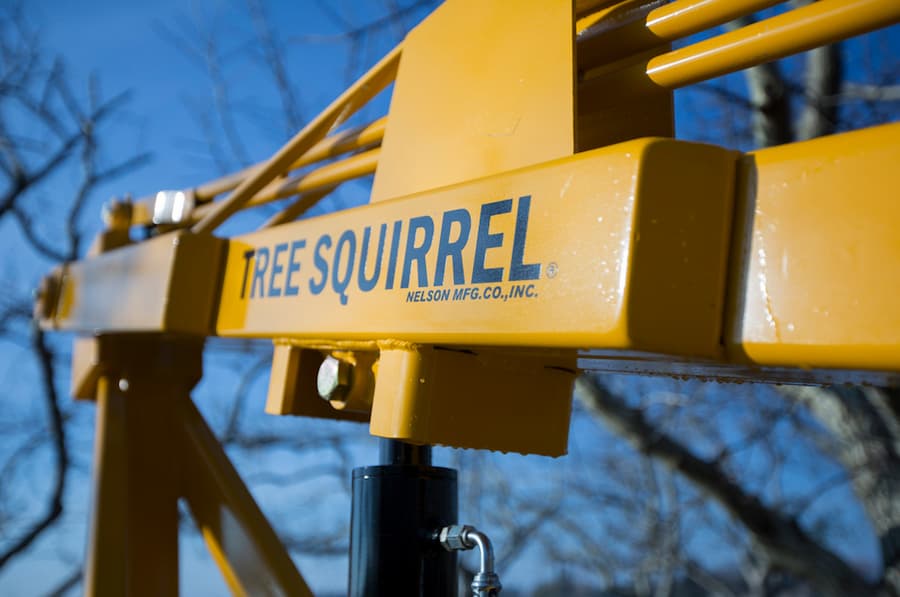 Nelson Tree Squirrel 2