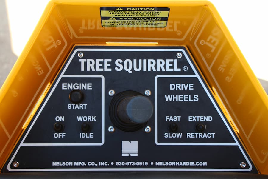 Nelson Tree Squirrel 9
